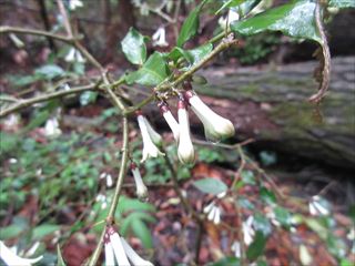 ホソバオオアリドウシ